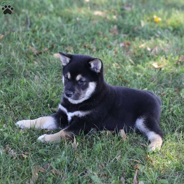 Dash, Shiba Inu Puppy